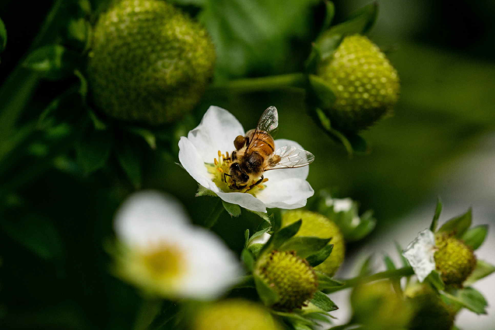 Biodiversity - Nature Under Threat