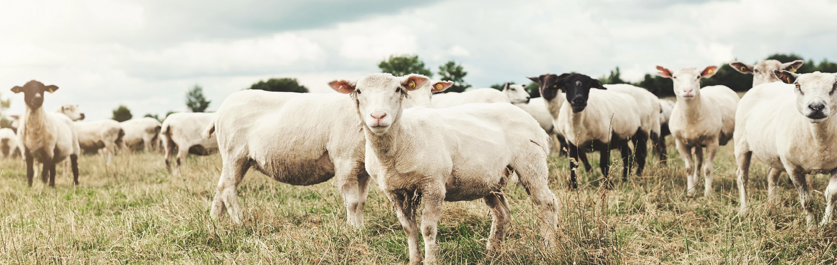 Animals, Business & Investment